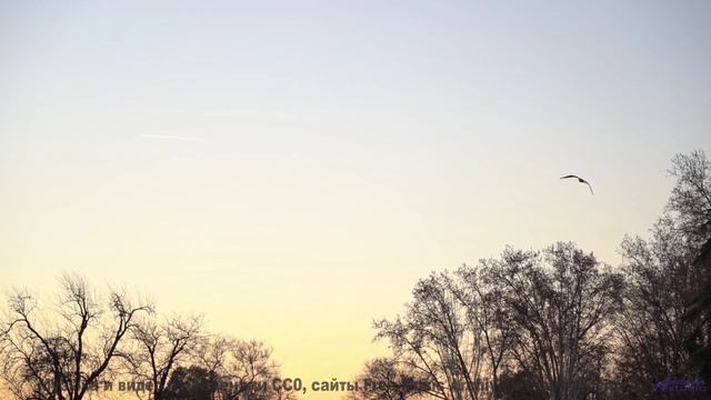 Кадры природы, которые смешнее любого стендапа! - Morning Light -- HoliznaCC0 -- We Drove All Night