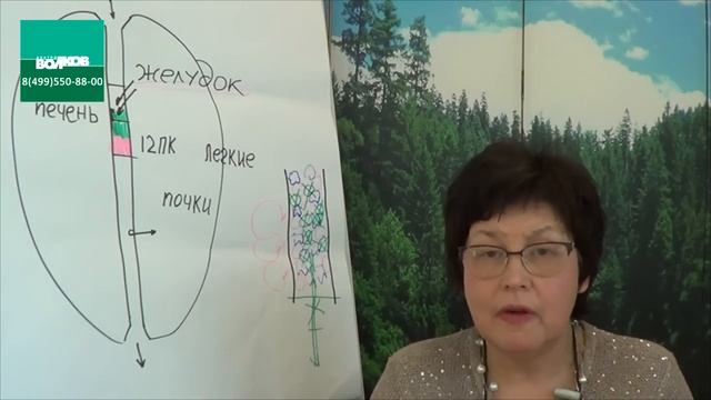 Вебинар №5. Как устроено «естественное очищение» организма_