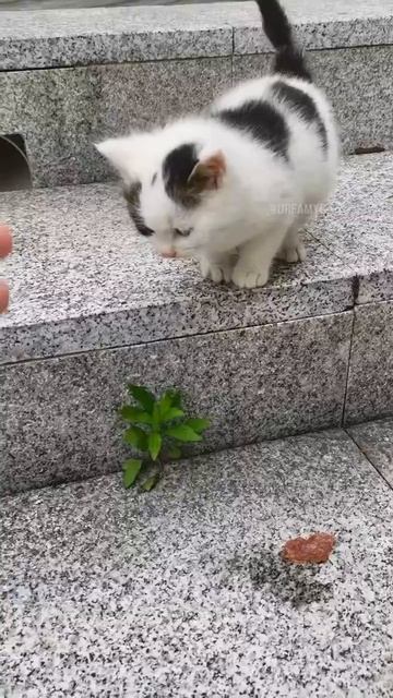 Котенок вышел погулять 🐈❤️🥰💞