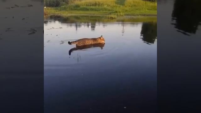 Котик гуляет в воде 😉🥰🐈