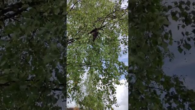 Репортаж с пасеки