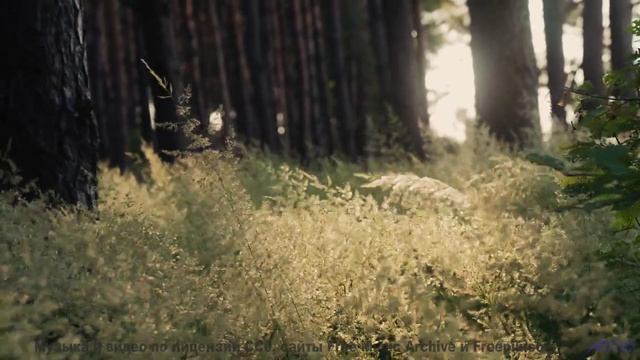 Почему эту мелодию называют музыкой просветления - Never Turn Back -- Ketsa -- Night Vision