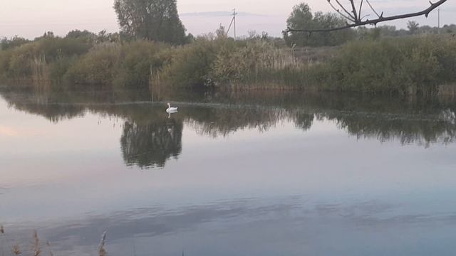 Лебедь в наших Заволжских широтах. Видео от 17.05.2025 г.