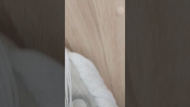 моя лошадка