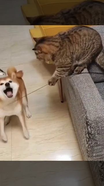 Коты эволюционируют