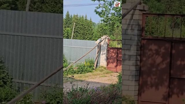 Настюня оставила котят Пикселюше и сходила на свою любимую работу 🌞❤️😻🐈🐈🐈🐈🐈
