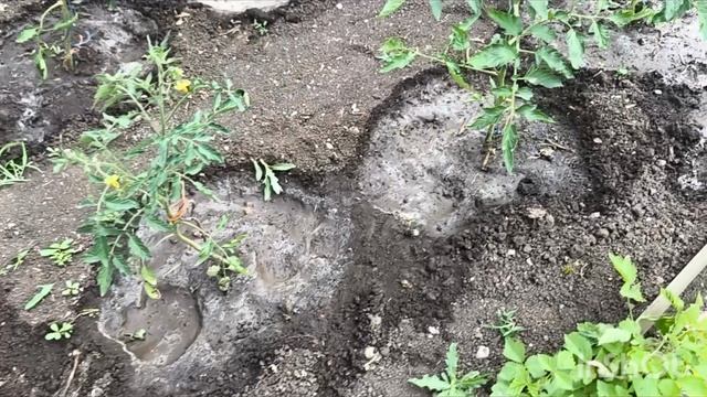 Поехали домой//Полили помидоры 🍅//Жизнь в Крыму 13.06.25
