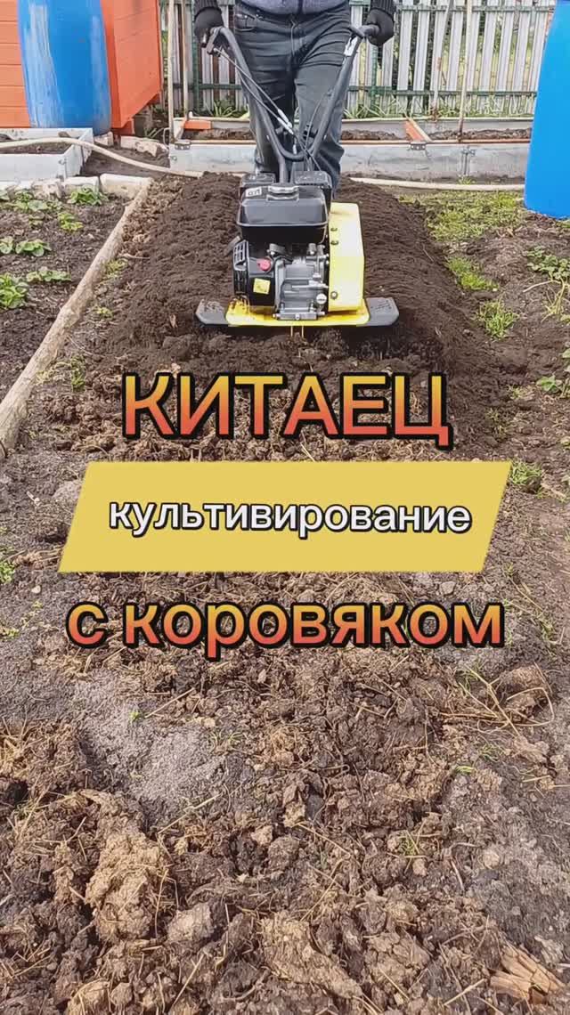 Китаец в деле. Культивирование с коровяком 👌