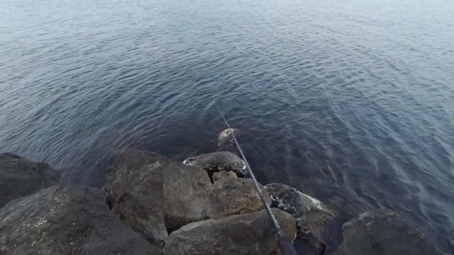 Рыбалка синнингом с берега, Чёрное море, блесна, ласкирь.