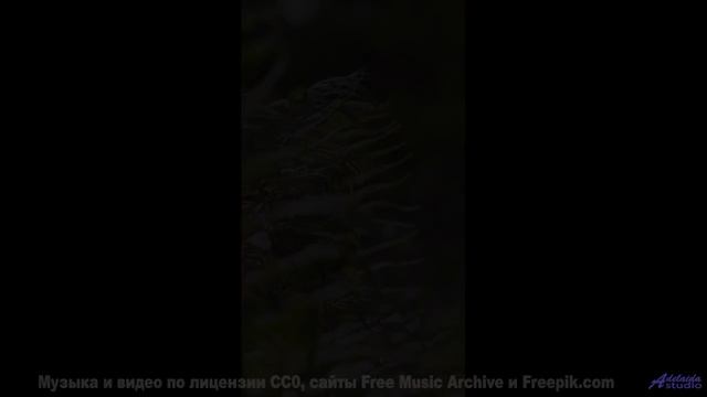 Осенний лес и тёплые аккорды! - Chippy Tea -- Pudge -- Chippy Peas