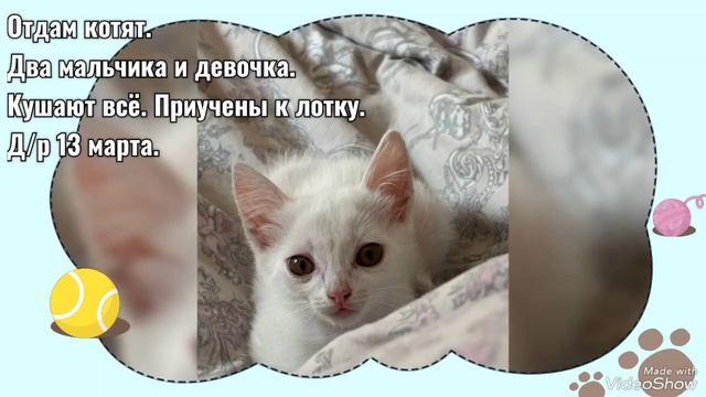 Очаровательные котята