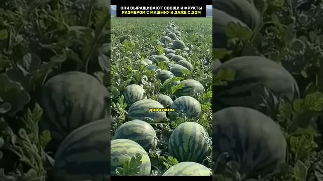 Вот такие огурцы выращивают в Китае