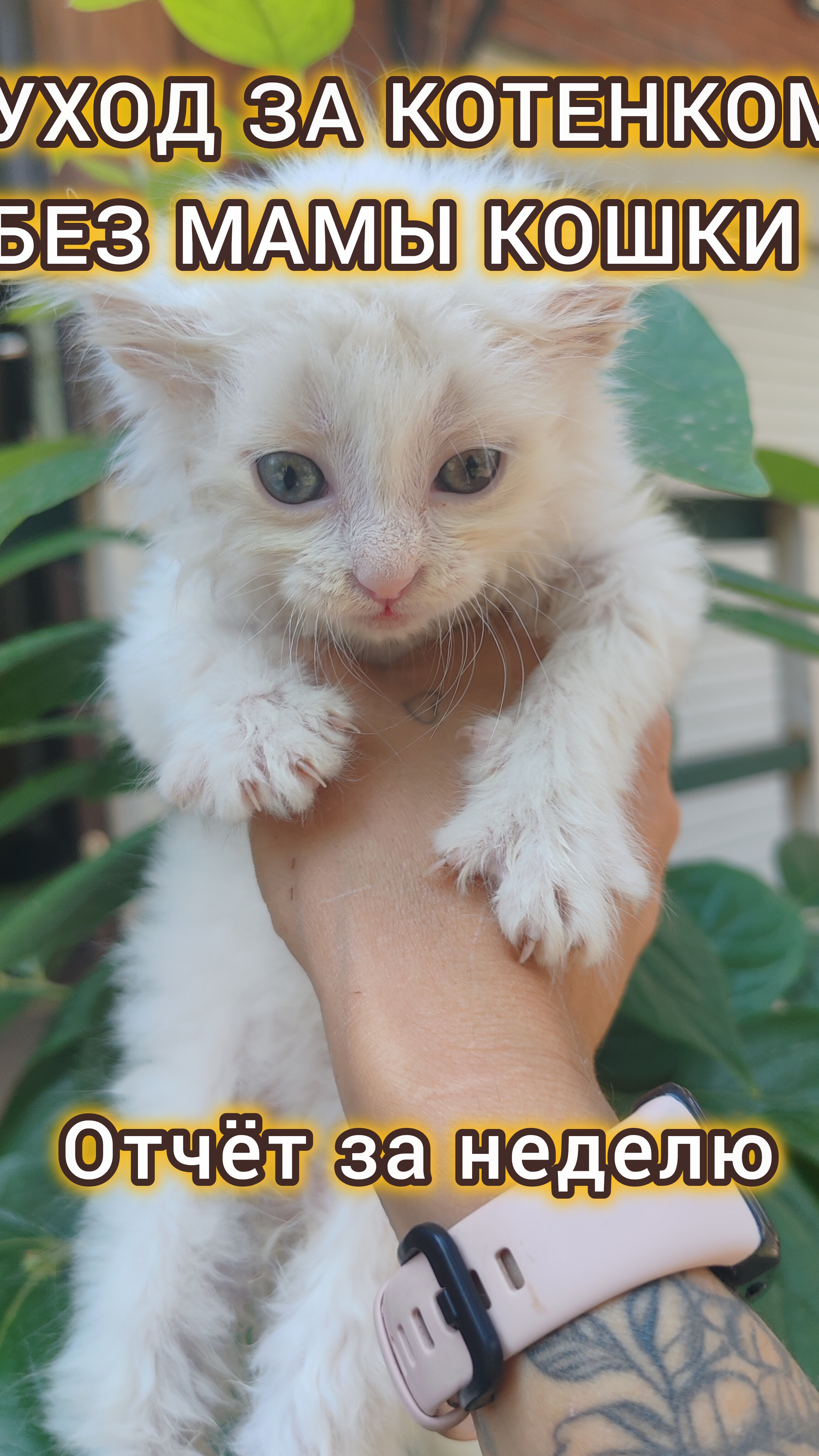 уход за новорождённым котёнком. Часть 3. #туса на речке #happyend #cat #kitten #красиваякошка