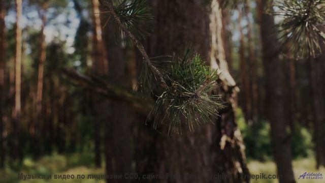 Хочется бежать по полям под этот невероятный саунд - Pillows -- Ketsa -- Bedding