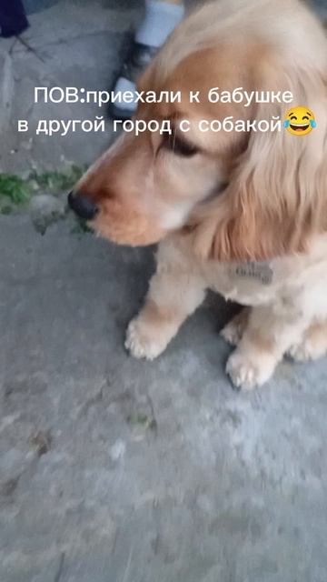 сима и её жизнь часть 18