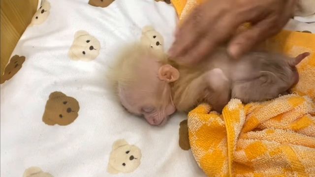 Обезьянка крошка БУКАШКА по бырому купается феном сушится пьет молоко из соски милашка