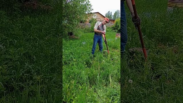 Ленивый метод посадки картофеля )))