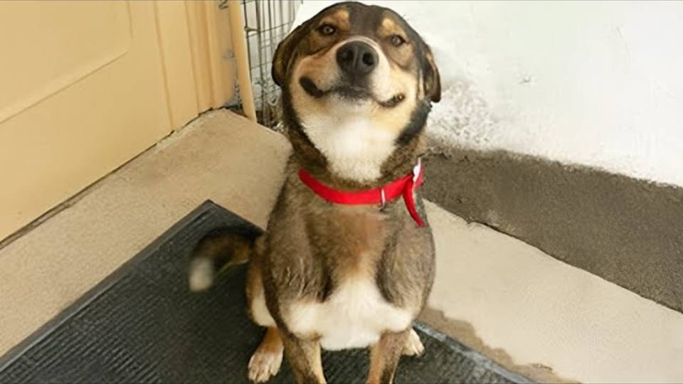 Говорят, что все собаки светятся… Но так ли это на самом деле 😆