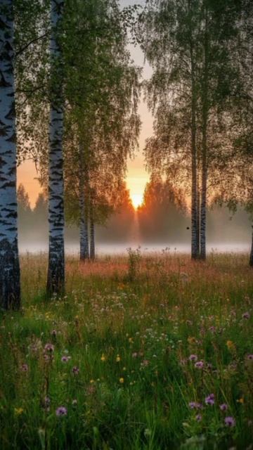 Разгрузка для нервной системы, асмр звуки природы. Утренняя зорька и пение птиц.