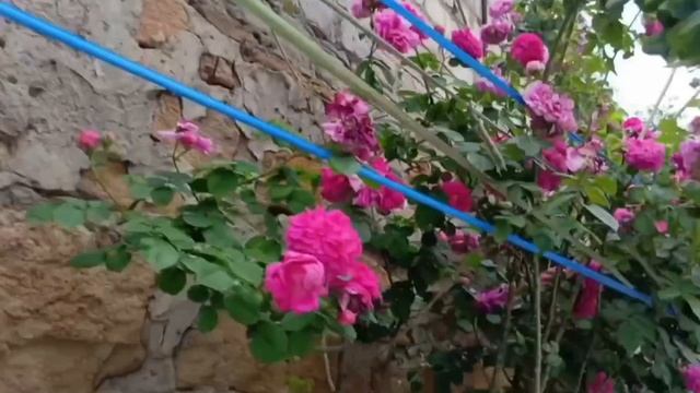 Настроение цвета роз🌹💕