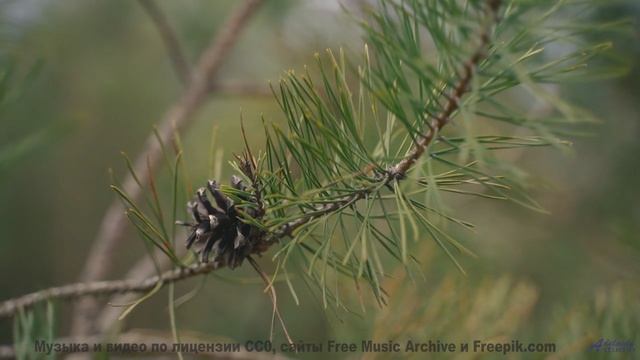 Океан, песок и музыка, которая звучит как биение двух сердец! - Forest Friends -- Ketsa -- Light Ris