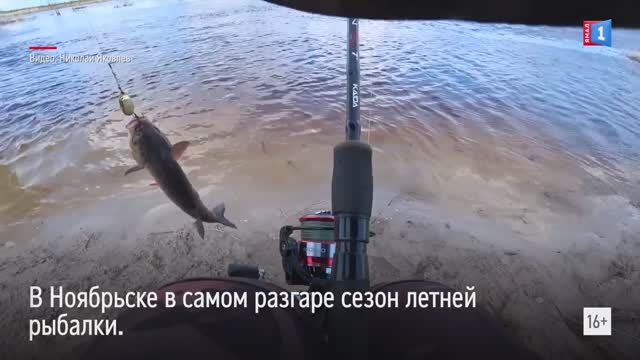 В Ноябрьске в самом разгаре сезон летней рыбалки