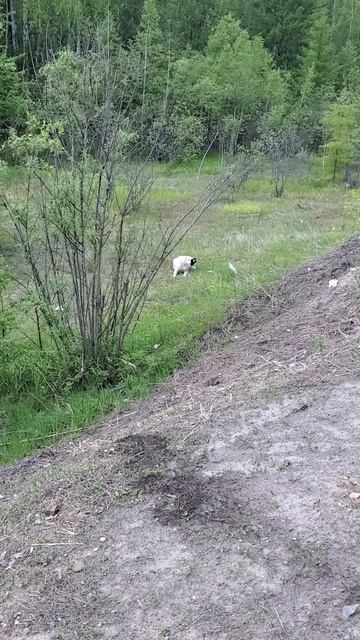 20250526_200631.mp4