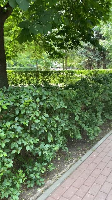 Воронеж, мой Воронеж