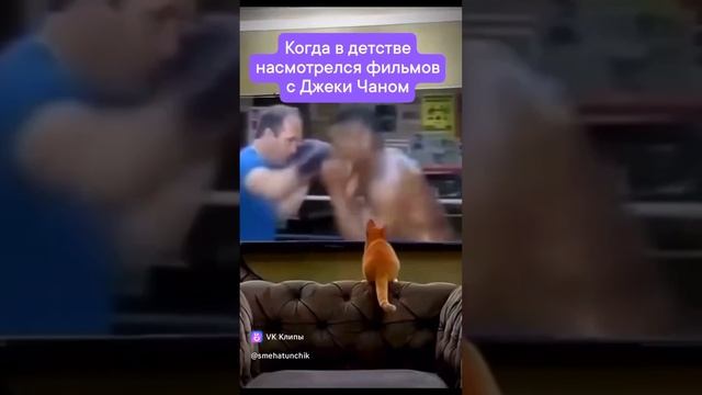 Котики