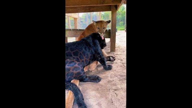 Ягуар и пума - лучшие друзья (2023 год)