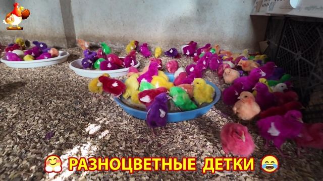 Цыплята и утята милые пушистики растут на радость хозяину (38)