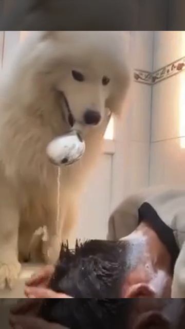 Хвостатый шалун