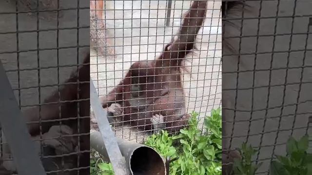 ДАНА как КОЛОБОК Парк львов Тайган #тайган #орангутан