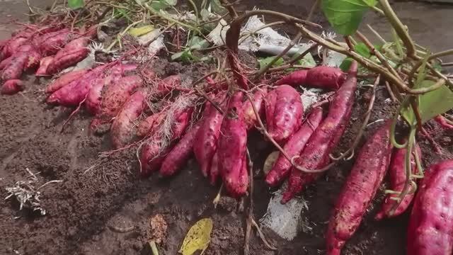 Выращивание батата в мешках с землёй