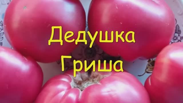 ТОМАТЫ. КАТАЛОГ  томатов на 2025 год.  г. Киров