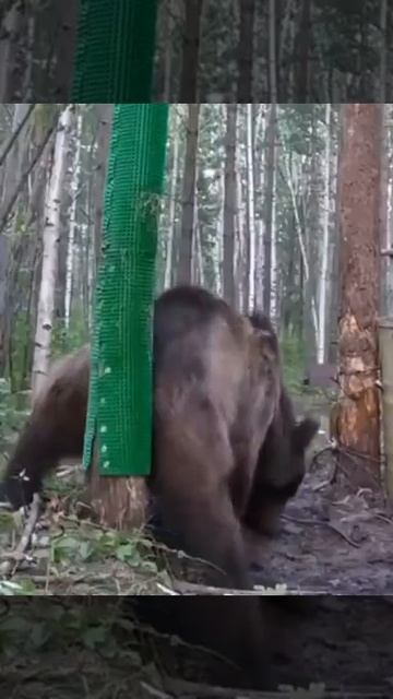 Медьвежья чесалка