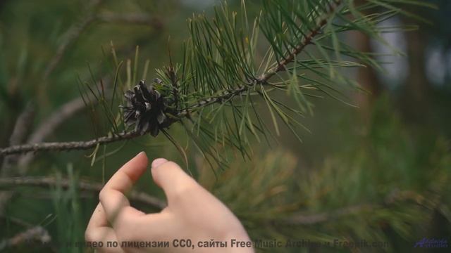 Эта мелодия раскрасит даже серые поля - Disco Ball -- SUPERARE -- II