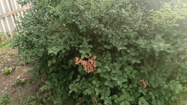Лето☀, дел куча, делаешь, делаешь, а дела не заканчиваются🙂🙃🤣