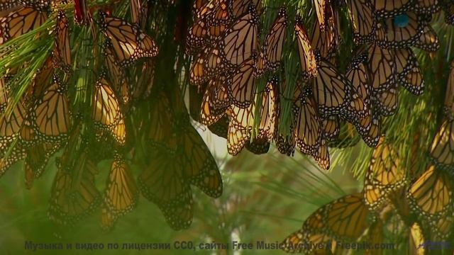 Поля и саунд пробуждают забытые мечты - Avispa (XXIII) -- opo -- Estudios Indigeniformes