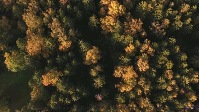 Этот трек - как компас в мире зелёных чудес! - Feeling Sunny -- Scott Holmes Music -- Happy Backgrou