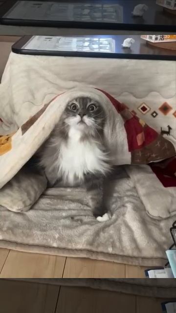 У кота игривое настроение