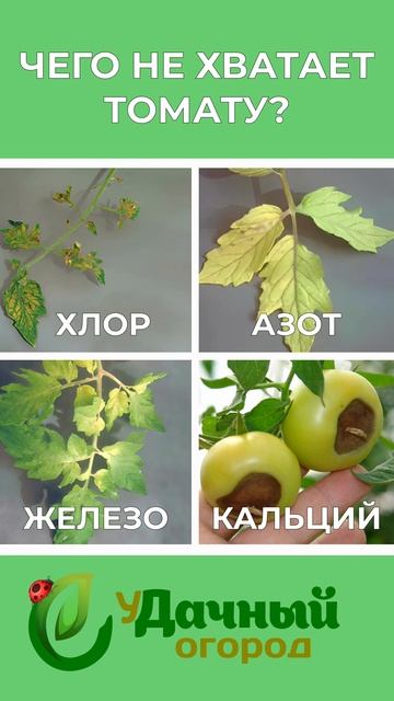 чего не хватает томату