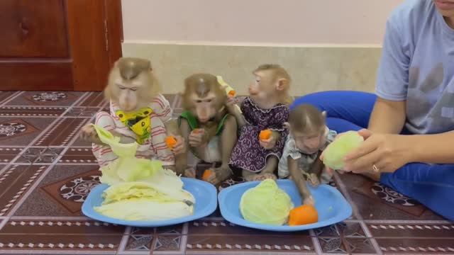Обезьянки едят Сырая МОРКОВКА И КАПУСТА В тарелке стало ПУСТО