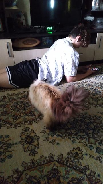 Балинезийский кот Кузя 🙀 живёт на даче и мурлыкает