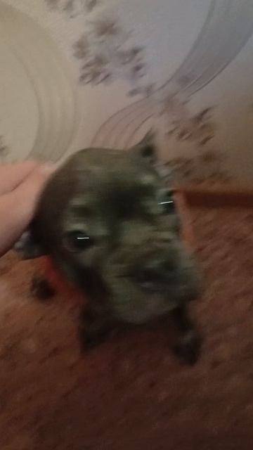 А нас собачка