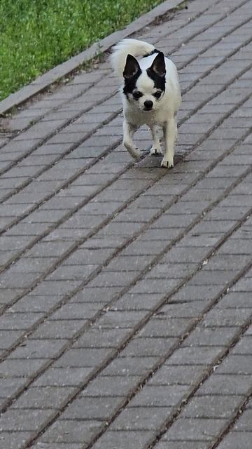 #собачка #балашиха #reels #short #shorts #margo #shortvideo #shortsvideo #dig #digs #doglife #dogsho