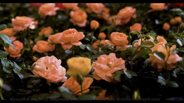Звуки, которые могут перезагрузить ваш мозг - попробуйте! - Bee Careful Of Da Beez -- Lance Romance