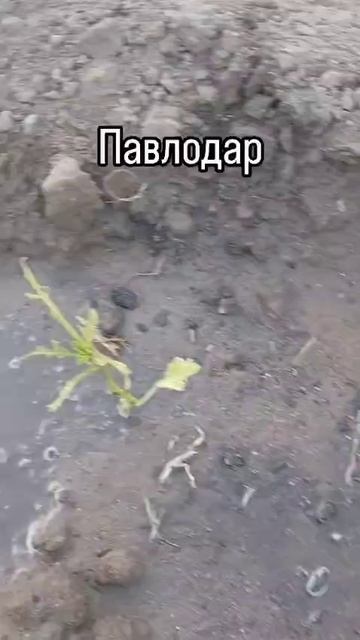 VID-20250613-WA0563