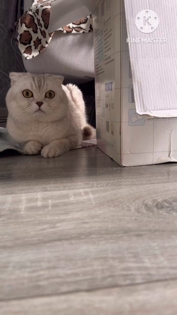 😸📦📦