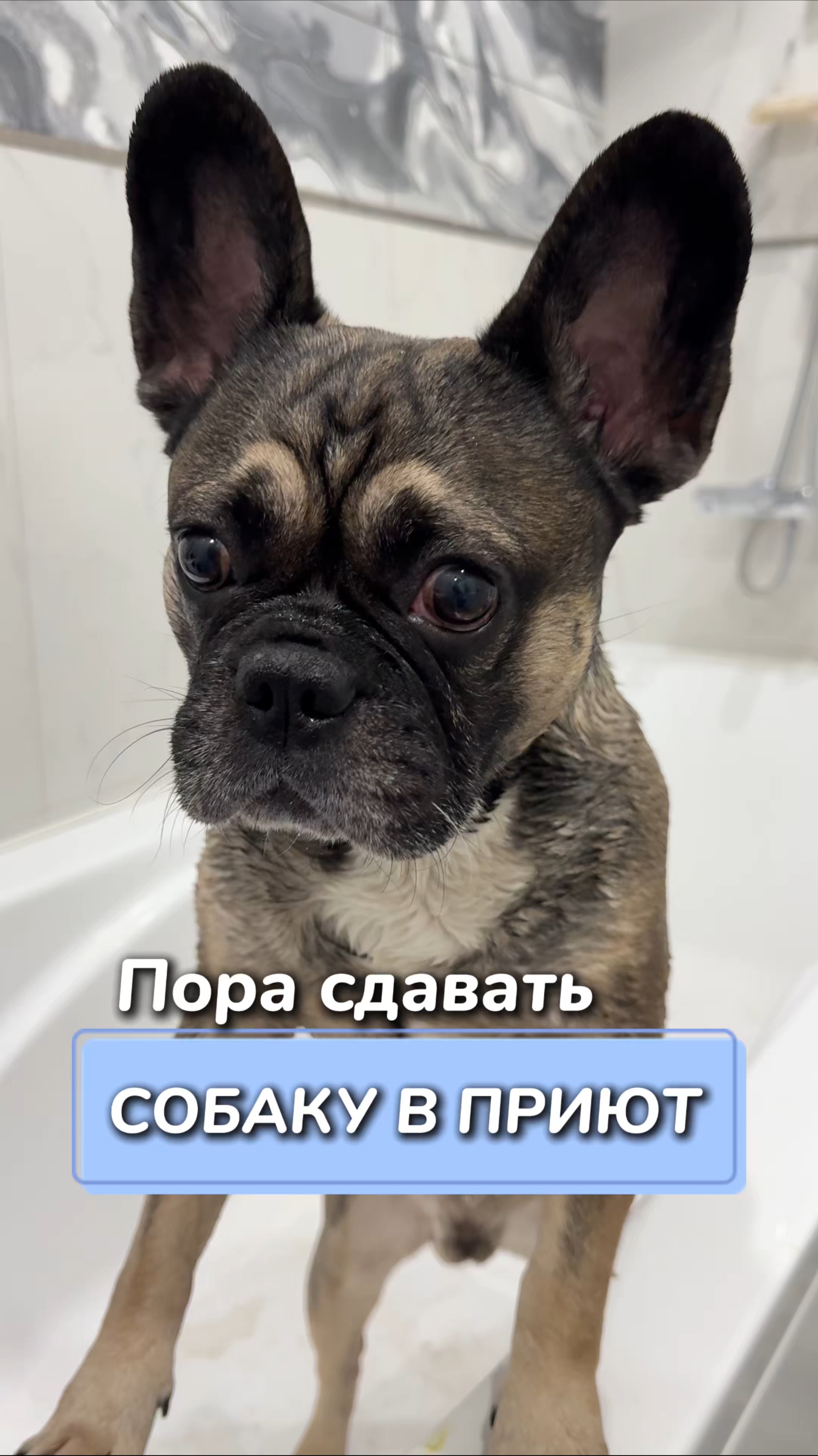 Пора сдавать собаку в приют
Артикул на WB #234584324
Ozon #1641932840